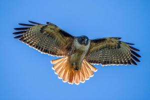 Red-tailed Hawk by Pierre Leclerc
