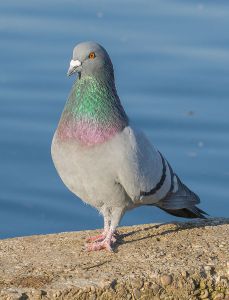 Rock Pigeon by Diego Delso